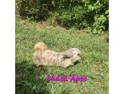 Cachorros Lhasa Apso, RAZA PURA