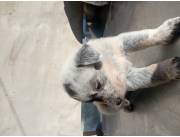 Perro Pastor australiano los mas hermosos