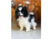 POMERANIA MACHO MINI