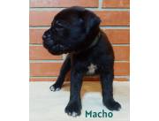 Cane Corso
