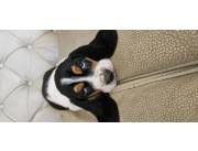 Cachorros Basset hound disponibles para entrega inmediata
