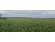 CEDRALES, ALTO PARANÁ: 650 HAS ALTAMENTE AGRÍCOLAS, TIERRA COLORADA, MECANIZADA + INFRAEST