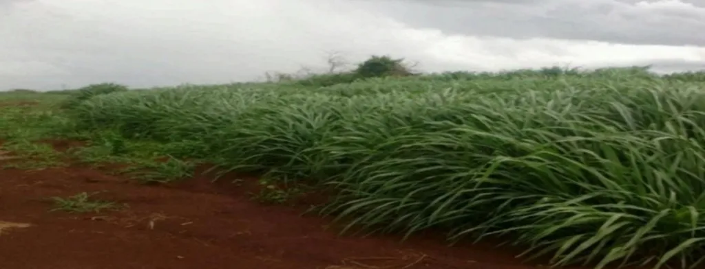 CEDRALES, ALTO PARANÁ: 650 HAS ALTAMENTE AGRÍCOLAS, TIERRA COLORADA, MECANIZADA + INFRAEST — foto 2