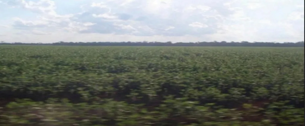 CEDRALES, ALTO PARANÁ: 650 HAS ALTAMENTE AGRÍCOLAS, TIERRA COLORADA, MECANIZADA + INFRAEST — foto 3
