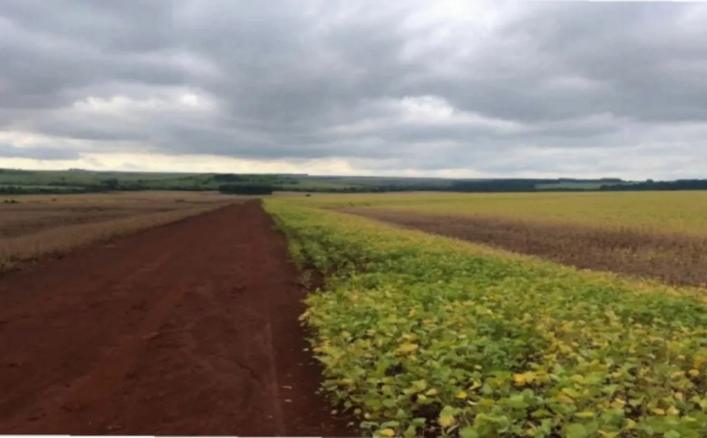 SANTA ROSA DEL MONDAY, ALTO PARANÁ: 1.000 HAS, TIERRA ROJA MECANIZADA, 18.000 USDHA. — foto 3