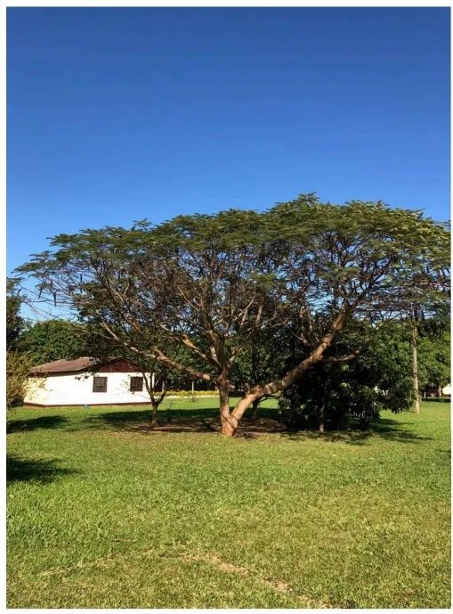 ITAKYRY, ALTO PARANÁ: 1.025 HAS MECANIZADAS, PASTURA, EQUIPADA, 12.000 USDHA. — foto 3