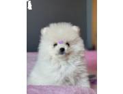 POMERANIA MINI HEMBRA