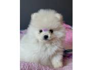 POMERANIA HEMBRA MINIATURA👌🏻