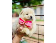 CHOW CHOW