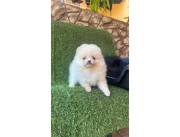 LULU POMERANIA