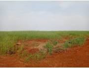 Campo Agrícola Mecanizado en Hohenau 4 sobre Asfalto - 105 Ha.