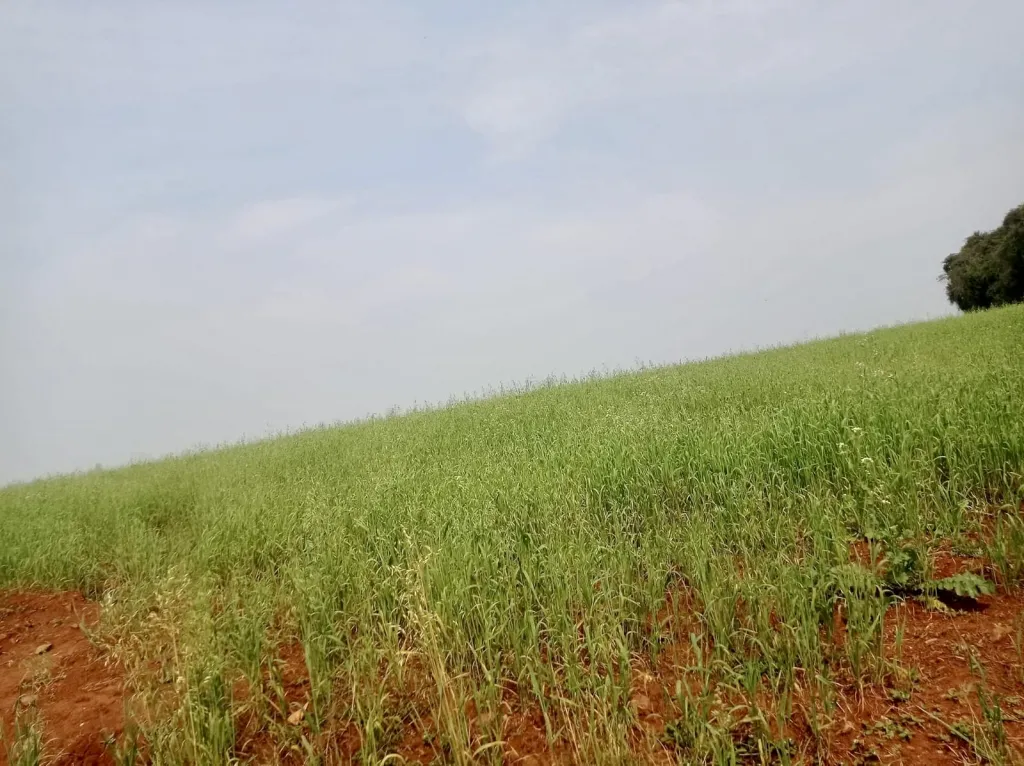 Campo Agrícola Mecanizado en Hohenau 4 sobre Asfalto - 105 Ha. — foto 2