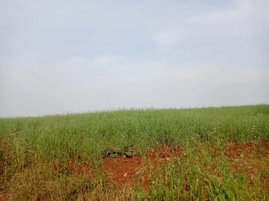 Campo Agrícola Mecanizado en Hohenau 4 sobre Asfalto - 105 Ha. — foto 3