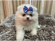 POMERANIA HEMBRA