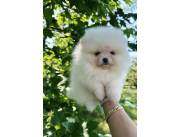 Pomerania mini hembra