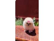 Mini Lulu Pomerania hembra