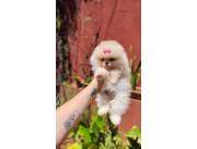 Pomerania hembra miniatura