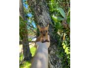 PINSCHER PINCHER CERO MACHO