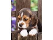 Beagle bonitos y puros