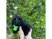 Caniche minitoy macho