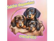 Perros salchichas disponibles