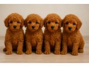 Caniche poodle rojo pimenton