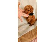 Caniche poodle rojo hembra