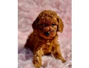 Caniche minitoy roja pimenton hembra