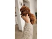 Caniche minitoy rojo pimenton