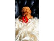 Caniche minitoy rojos pimenton poodle