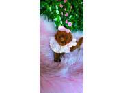 Poodle minitoy red , caniche minitoy rojo pimenton