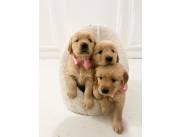 Golden retriever 🐕 ✨️