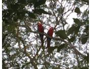 CHOVORECA, ALTO PARAGUAY: 11.500 HAS, TIERRA COLORADA/ARENOSA, CAMPO LIBRE INFRAESTRUTURA.