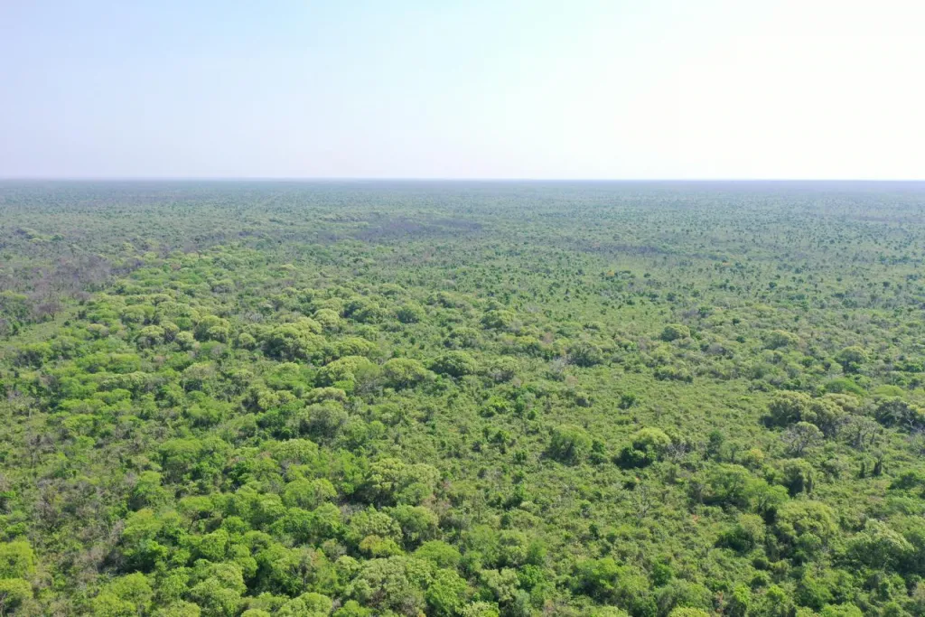 CHOVORECA, ALTO PARAGUAY: 11.500 HAS, TIERRA COLORADAARENOSA, CAMPO LIBRE INFRAESTRUTURA. — foto 3