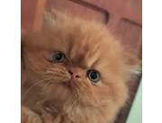 Vendo hermoso gatito de la raza persa himalayo color Garfiel