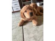 Golden retriever 🐕 ✨️ con pedigree