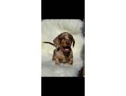 Teckel choco arlequín