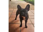 Bulldog Frances Hembra