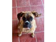 Vendo boxer hembra de 6 meses