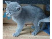 Vendo hermosos gatitos azul russo
