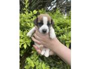 Jack russell raza pura