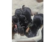 Yorkshire Terrier raza pura