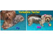 Yorkshire Terrier raza pura