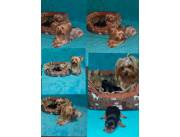 Yorkshire Terrier mini