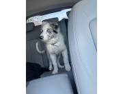 Cachorro border collie blue merle macho