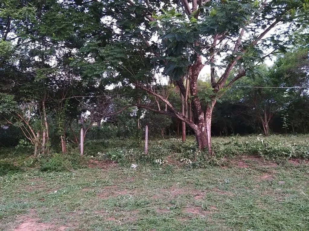 Terreno en Salado, Limpio — foto 3