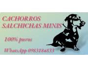 Perritos salchichas disponibles 💕