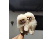 LULU POMERANIA HEMBRA