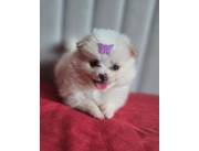 LULU POMERANIA HEMBRA