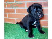 Cane Corso